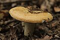 !Lactarius zonarius!