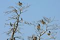 Colony in Juodkrantė, Lithuania, and damage to the trees in which they are nesting