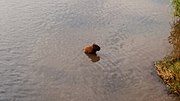 Thumbnail for File:Lone capybara.jpg