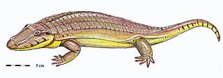 <i>Madygenerpeton</i> Extinct genus of tetrapodomorphs