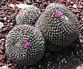 Mammillaria mystax