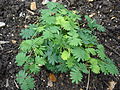 Mimosa pudica with leaves open