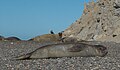 Sea Elefant in Punta Ninfas, on the shores of Patagonia south of Valdes Peninsula.