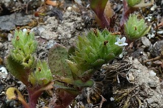 <i>Myosotis hikuwai</i> Species of flowering plant