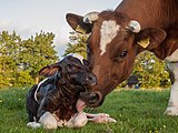 82 votes in Final; New born calf of a Frisian red white cow. +/− Credit:Uberprutser (License: CC BY-SA 3.0)