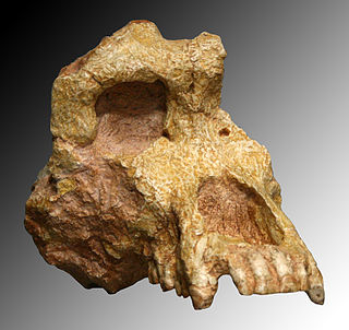 <i>Ouranopithecus</i> Genus of extinct Eurasian great ape from the Miocene