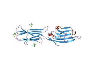 <span class="mw-page-title-main">CD80</span> Mammalian protein found in Homo sapiens