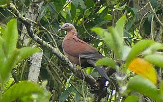 <span class="mw-page-title-main">Pale-capped pigeon</span> Species of bird