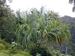 <i>Pandanus tectorius</i> Species of plant