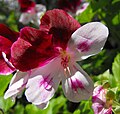 Pelargonium sp.