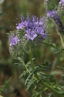 <i>Phacelia</i> genus of plants