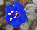 Phacelia campanularia