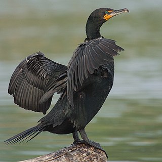 <span class="mw-page-title-main">Double-crested cormorant</span> Species of bird