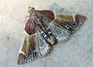 <span class="mw-page-title-main">Pyralidae</span> Family of moths