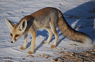 <span class="mw-page-title-main">Rüppell's fox</span> Species of carnivore