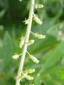 плод врсте Reseda lutea