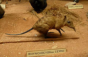 Stuffed brown elephant shrew