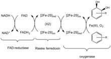 Figure 2. Electron transfer mechanism of Rieske dioxygenases Rieske Dioxygenases.png