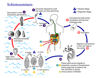 <span class="mw-page-title-main">Schistosomiasis vaccine</span>