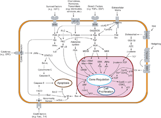 <span class="mw-page-title-main">Paracrine signaling</span> Form of localized cell signaling