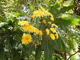 <i>Sonchus fruticosus</i> Species of plant