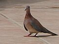 Palmtaube Laughing Dove