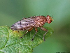 Mouche de la truffe