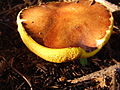 (Suillus luteus)