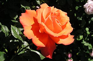 <i>Rosa</i> Alexander Orange-red Hybrid tea rose cultivar