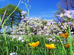 Meadow