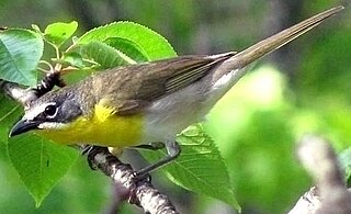 <span class="mw-page-title-main">Yellow-breasted chat</span> Species of bird