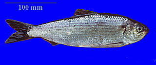 <span class="mw-page-title-main">Alewife (fish)</span> Species of North American shad