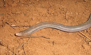 <i>Amphisbaena mertensii</i> Species of lizard