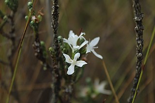 <i>Aragoa</i> Genus of flowering plants