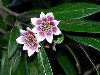 <span class="mw-page-title-main">Atherospermataceae</span> Family of flowering plants