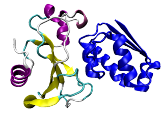 <span class="mw-page-title-main">Barnase</span> Bacterial ribonuclease protein