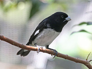 Black-and-white seedeater Species of bird