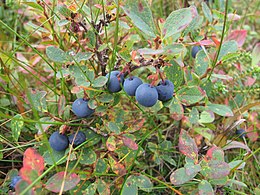 Vaivoras (Vaccinium uliginosum)