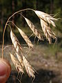 (Bromus japonicus)