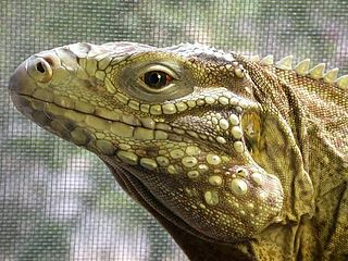 <i>Cyclura nubila caymanensis</i> Subspecies of lizard