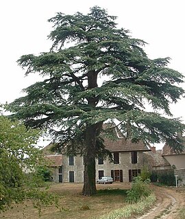 Cedrus libani