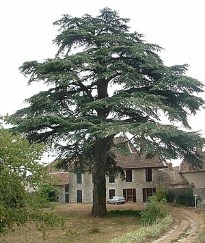 Cedro en franca ĝardeno