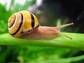 Yellow mid-banded