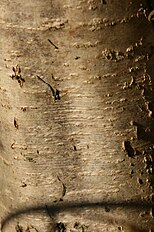 Bark