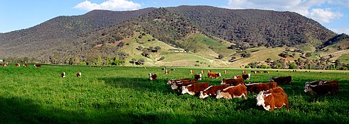 Sawah ijo utawa paddock kanthi sapi Hereford