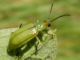 <i>Diabrotica barberi</i> Species of beetle