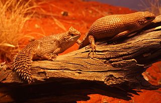 <i>Egernia</i> Genus of lizards