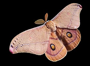 Emperor Gum Moth male