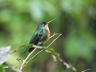 <span class="mw-page-title-main">Blue-capped puffleg</span> Species of hummingbird