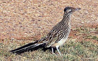 <span class="mw-page-title-main">Greater roadrunner</span> Species of bird